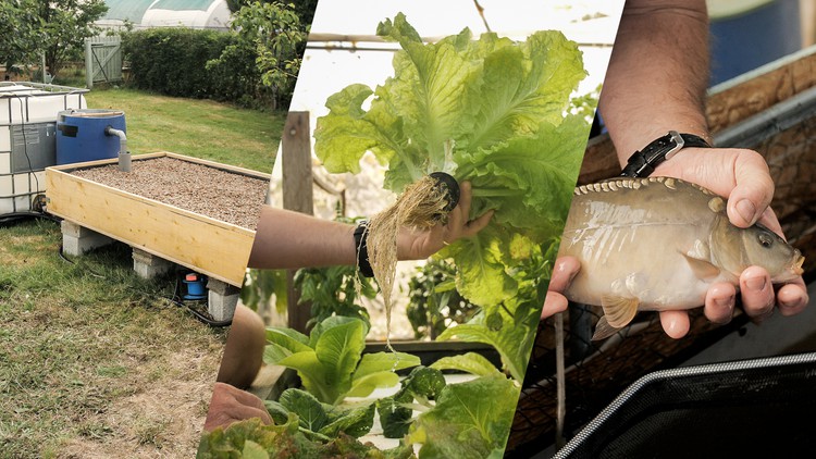 Read more about the article Aquaponics with Andrew