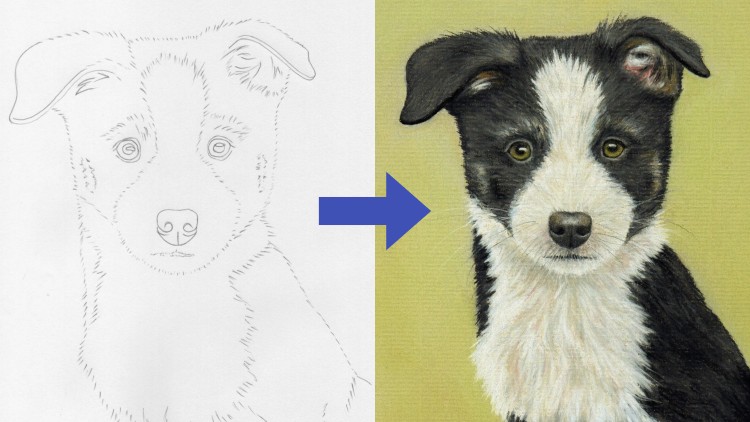 Read more about the article Draw a Border Collie Puppy using Pastel Pencils