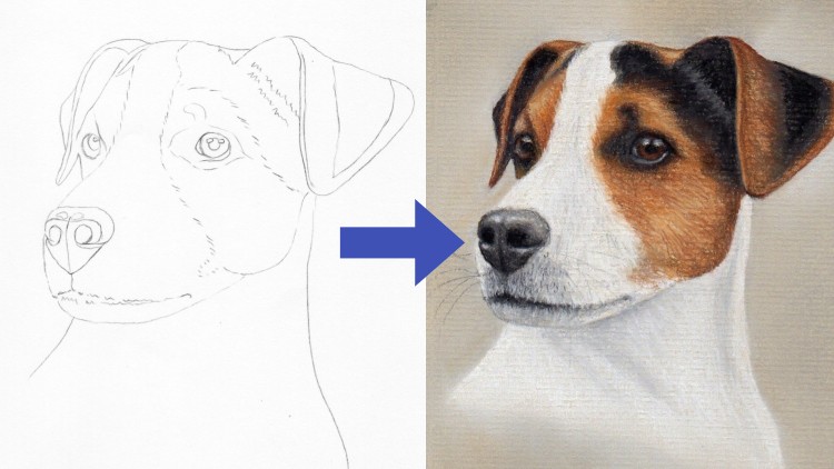 Read more about the article Draw a Jack Russell using Pastel Pencils