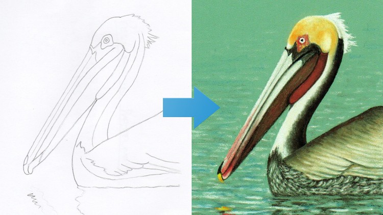 Read more about the article How To Draw a Pelican Step by Step with Pastel Pencils