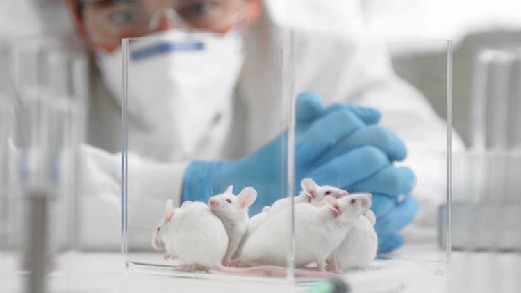 Read more about the article CRISPR/CAS9 & Mouse Strain, Recourses and Targeted Alleles