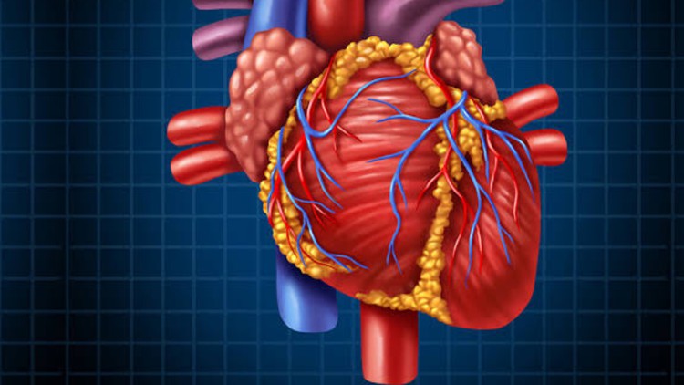 Read more about the article Learn Cardiac Anatomy and physiology from scratch