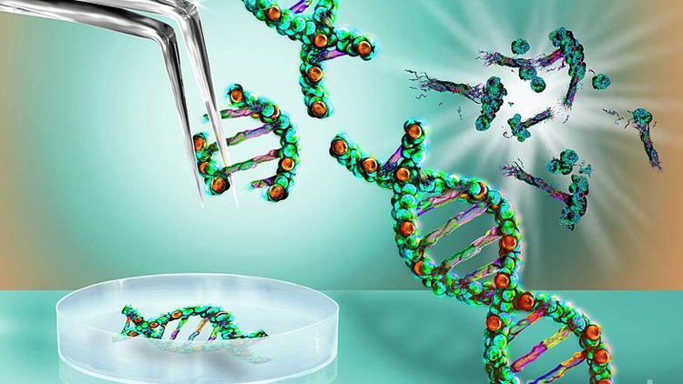 Read more about the article Introduction to Genetic Engineering