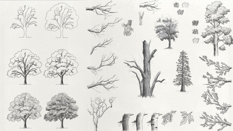 Read more about the article Complete Trees Drawing Course