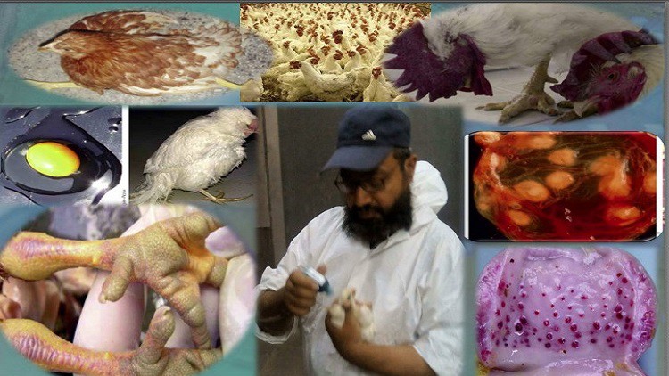 Read more about the article poultry farming viral diseases threaten poultry industry
