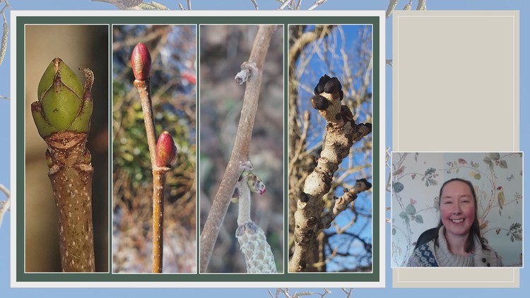 Read more about the article Discover Winter Trees