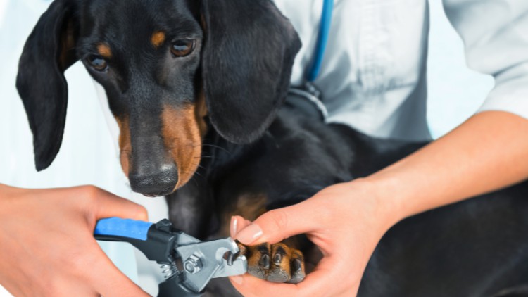 Read more about the article How to confidently trim your dogs nails at home