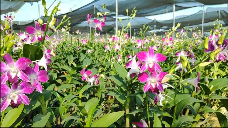Read more about the article Dendrobium Orchids under Protected Environments