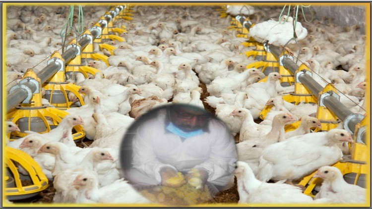 Read more about the article poultry farming Broiler farming crash course