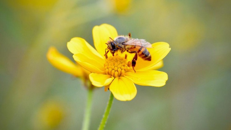 Read more about the article Beekeeping in Tanzania