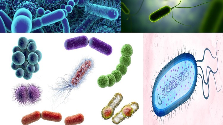 Read more about the article Basics of Microbiology