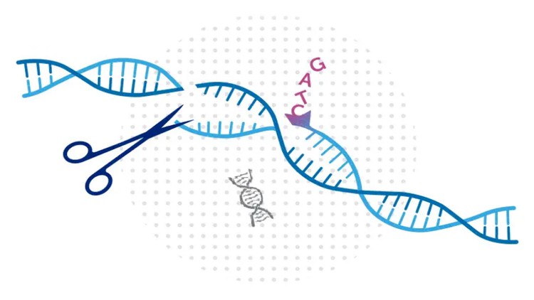 Read more about the article CRISPR Cas9 Technology