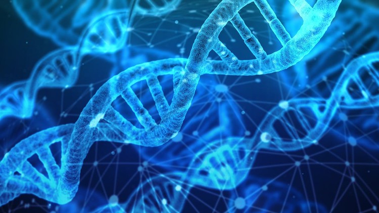 Read more about the article The Human Genome – DNA Structure and Replication
