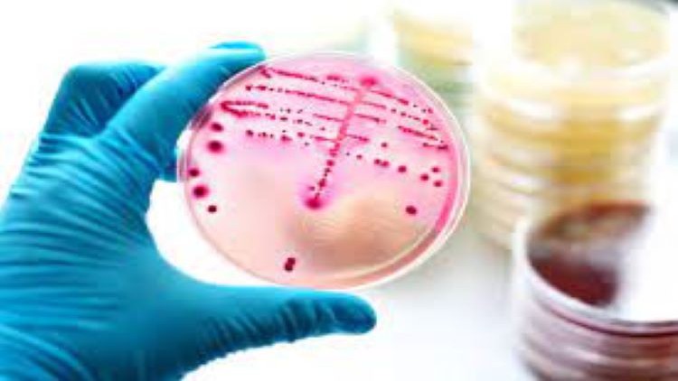 Read more about the article Identification of Gram positive Bacterial