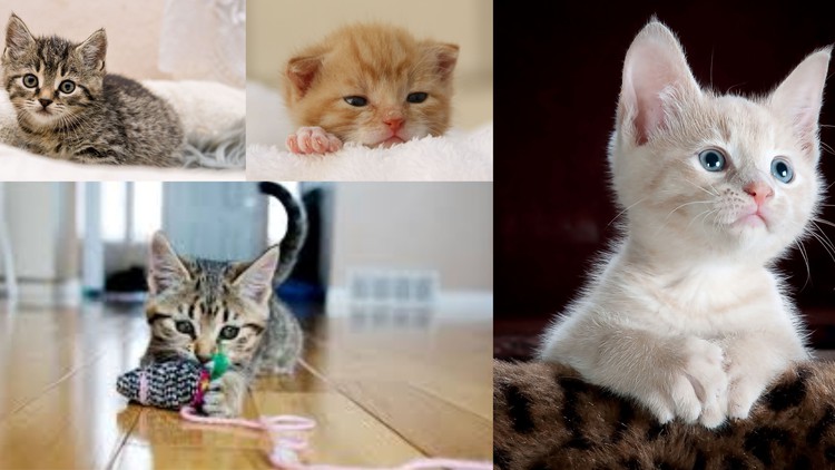 Read more about the article First Class Kitten Club