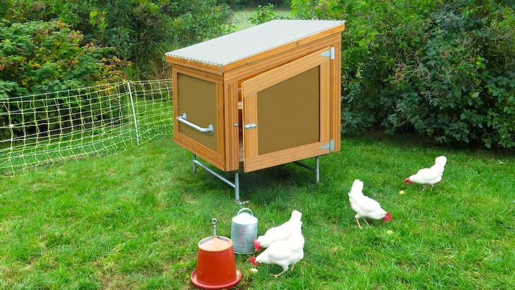 Read more about the article How to Keep Backyard Chickens