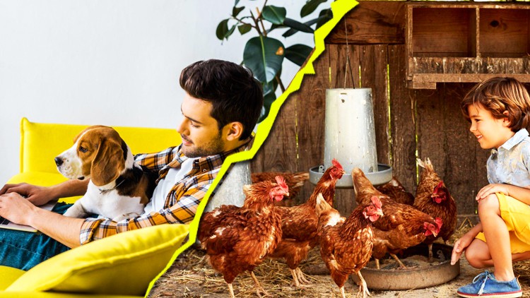 Master Course in Poultry and Pet Management 2.0