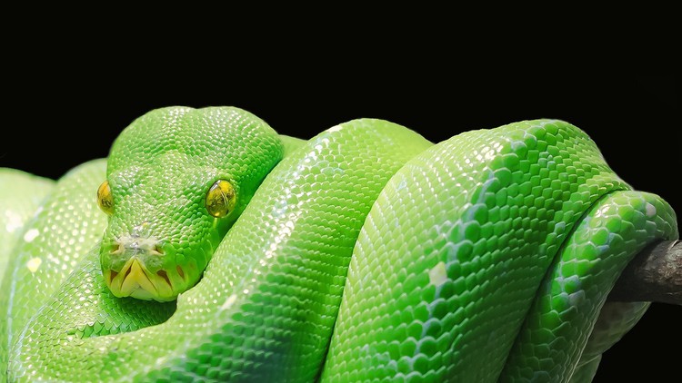 Read more about the article Python Development Essentials