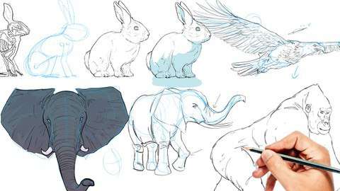 Read more about the article Drawing Animals – The Essential Course -Beginner to Advanced