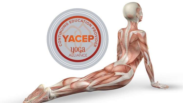 Yoga Anatomy & Physiology Certificate - Yoga Alliance YACEP