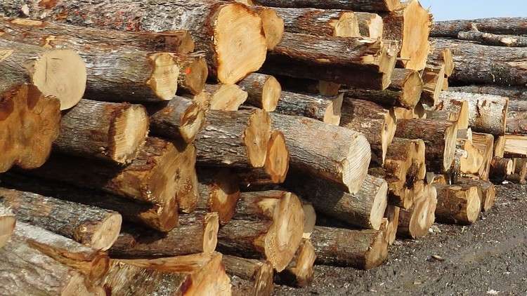 Read more about the article Introduction to Bucking Hardwood Trees for Value