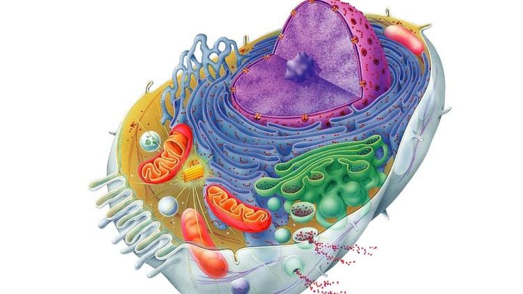 Read more about the article A Comprehensive Guide to Cell Structure and Function