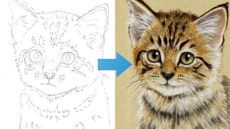 Read more about the article Draw a Kitten using Pastel Pencils