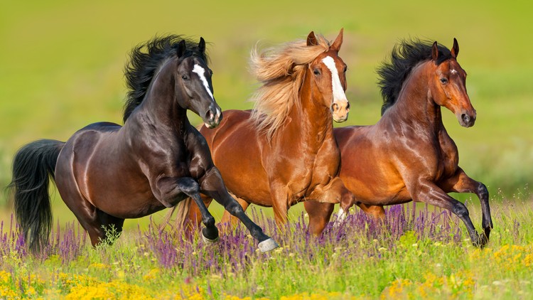 Read more about the article Horses 101 – Horse Colors, Breeds & Disciplines