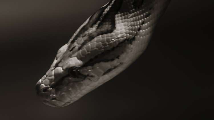 Read more about the article Practical Python