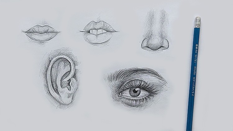 Read more about the article Fundamentals of Drawing: Facial Anatomy Essentials