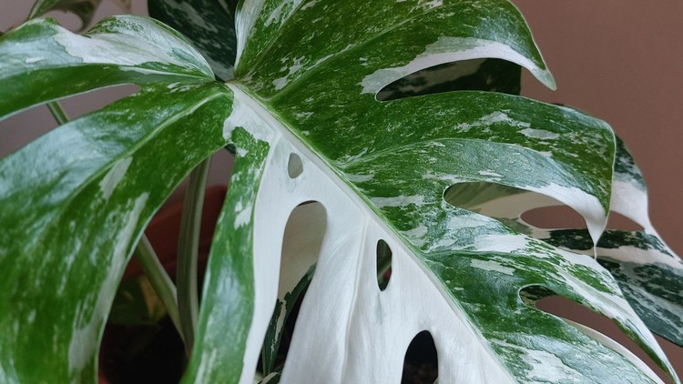 Super Easy Guide to Monstera Albo Variegata House Plant care