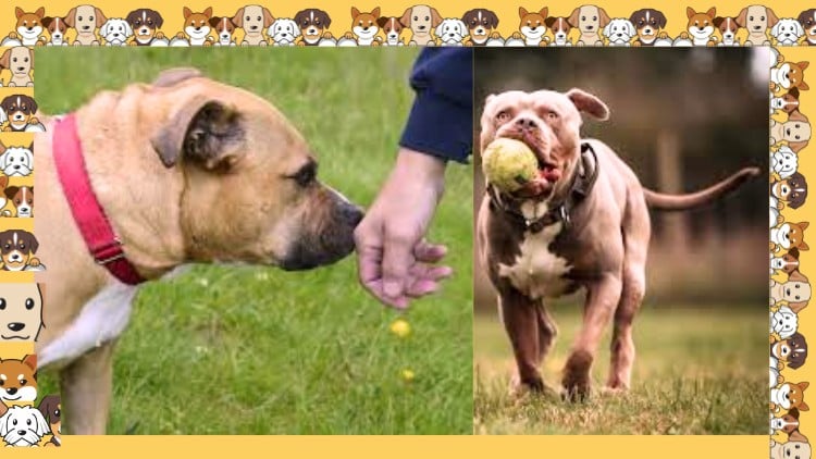 Read more about the article Complete Pet Care Guide: Solve Your Dog Care Challenges