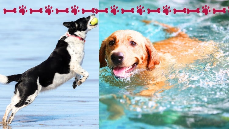 Read more about the article Dog Owners Guide to Groom,Train, Do CPR, First Aid, and More