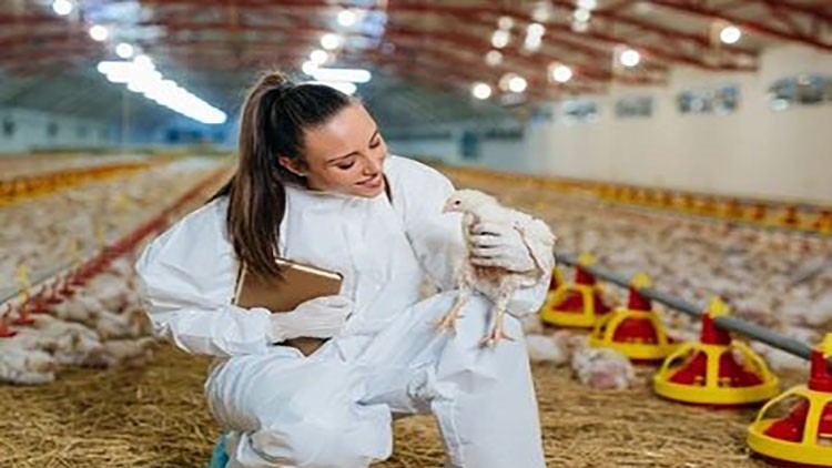 Read more about the article poultry farming Broiler farming crash course