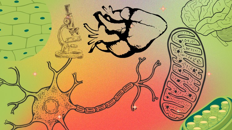 Biology Basics: Understand Life from Cells to Systems