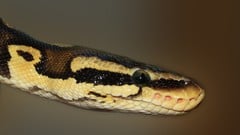 Read more about the article Python Development First Steps and Development IDE Platform