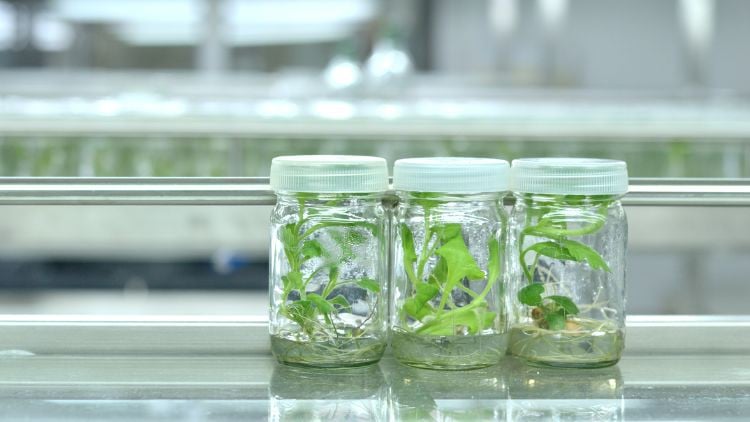 Read more about the article Plant Cell & Tissue Culture Course