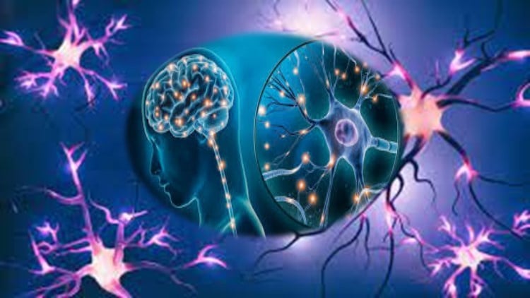 Certificate in Anatomy & Physiology of Human Nervous System