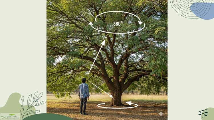 Tree Risk Inspection Basics: Assessing for health and safety